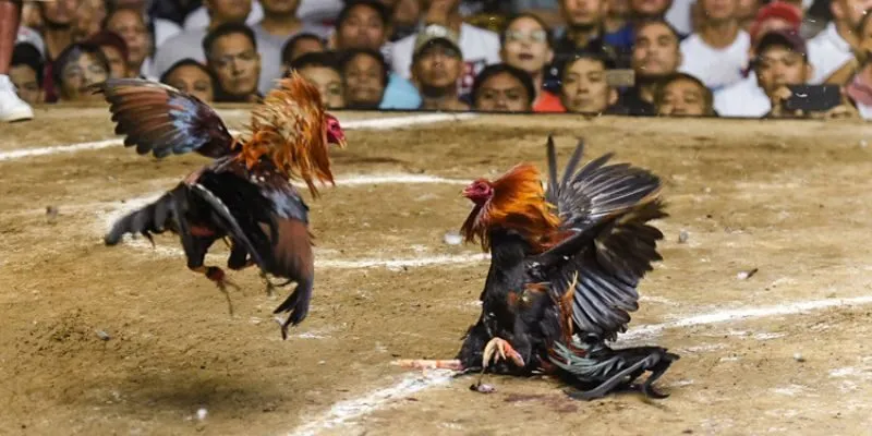 Phân tích tình thế, nắm ngay lợi thế thắng lớn